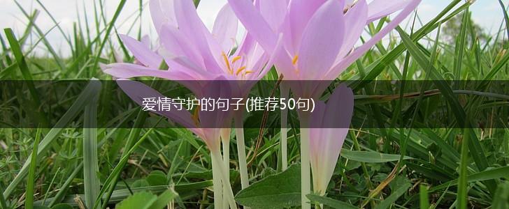 爱情守护的句子(推荐50句),第1张