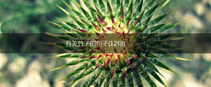 有关竹子的句子(12句),第1张