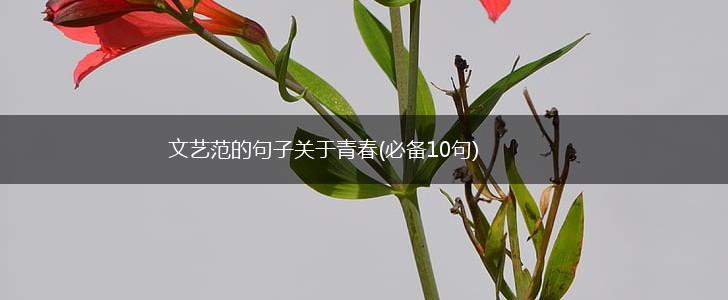 文艺范的句子关于青春(必备10句),第1张