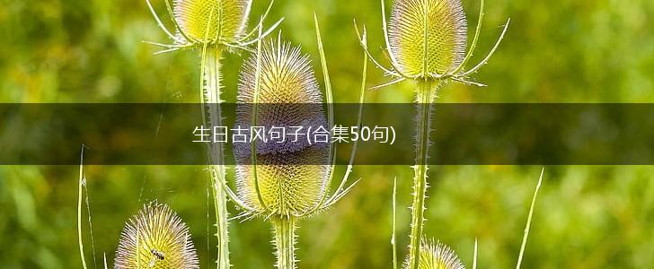 生日古风句子(合集50句),第1张
