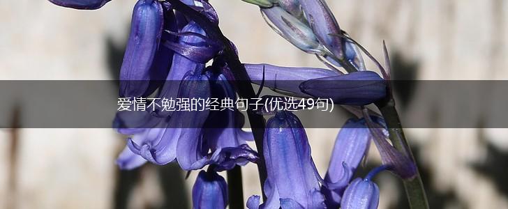 爱情不勉强的经典句子(优选49句),第1张