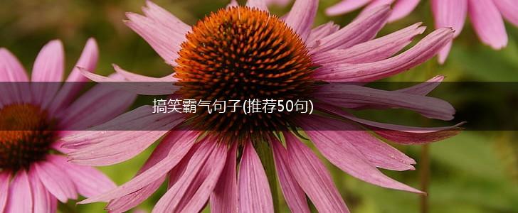 搞笑霸气句子(推荐50句),第1张