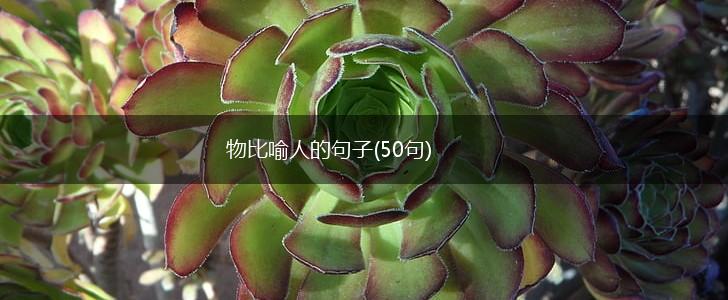 物比喻人的句子(50句),第1张