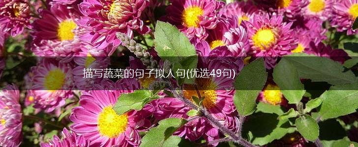 描写蔬菜的句子拟人句(优选49句),第1张