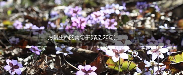热爱生命的美句子(精选20句),第1张