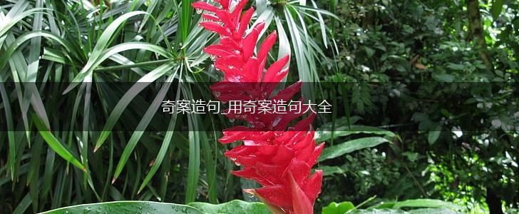 奇案造句_用奇案造句大全,第1张 奇案造句_用奇案造句大全,第1张