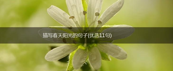 描写春天阳光的句子(优选11句),第1张