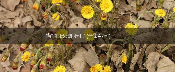 描写白玫瑰的句子(合集47句),第1张