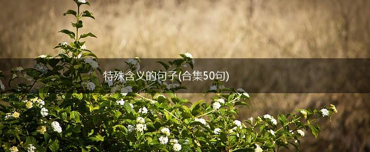 特殊含义的句子(合集50句),第1张