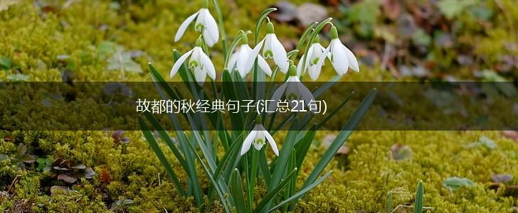 故都的秋经典句子(汇总21句),第1张