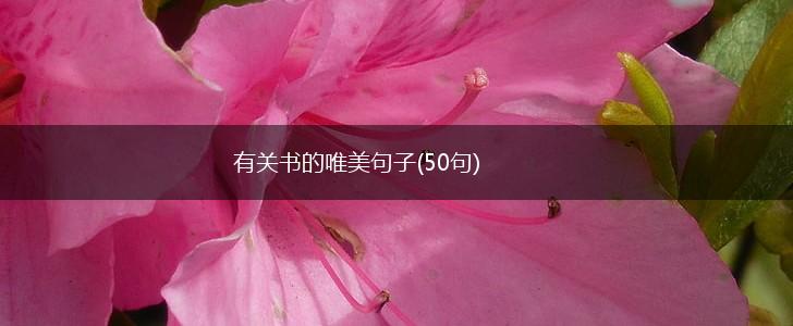 有关书的唯美句子(50句),第1张