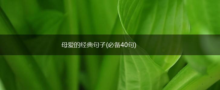 母爱的经典句子(必备40句),第1张