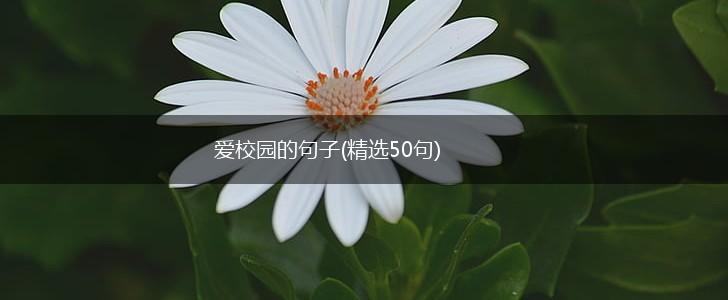 爱校园的句子(精选50句),第1张