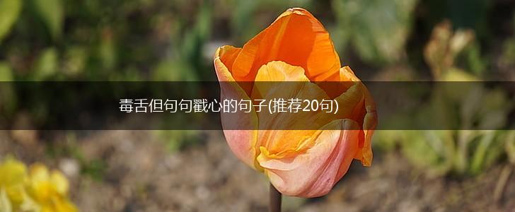 毒舌但句句戳心的句子(推荐20句),第1张
