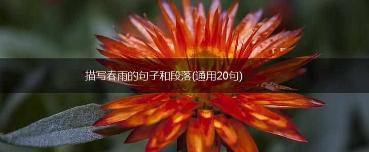 描写春雨的句子和段落(通用20句),第1张