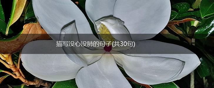 描写没心没肺的句子(共30句),第1张