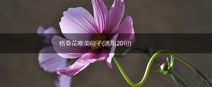 格桑花唯美句子(通用20句),第1张