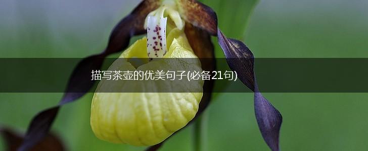 描写茶壶的优美句子(必备21句),第1张