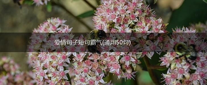 爱情句子短句霸气(通用50句),第1张