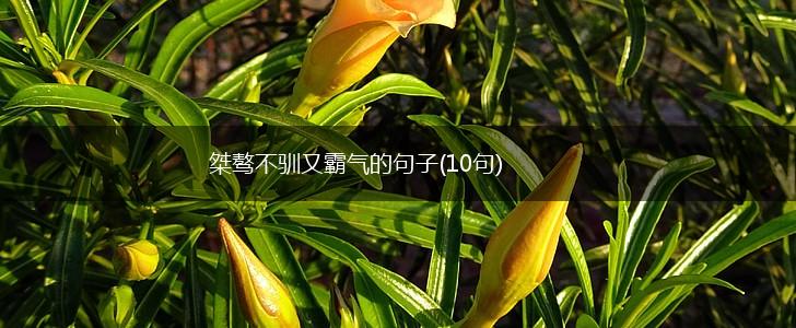 桀骜不驯又霸气的句子(10句),第1张 桀骜不驯又霸气的句子(10句),第1张