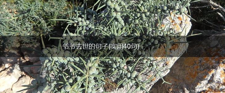 爷爷去世的句子(实用40句),第1张
