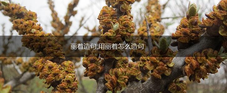 丽着造句,用丽着怎么造句,第1张 丽着造句,用丽着怎么造句,第1张
