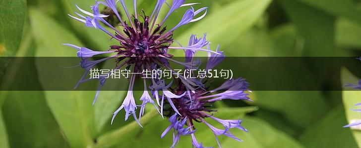 描写相守一生的句子(汇总51句),第1张