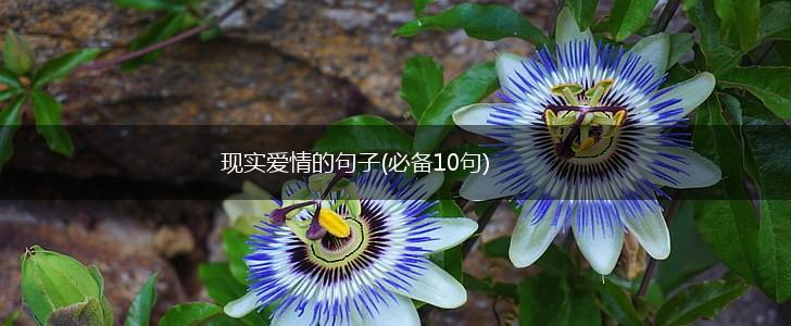 现实爱情的句子(必备10句),第1张