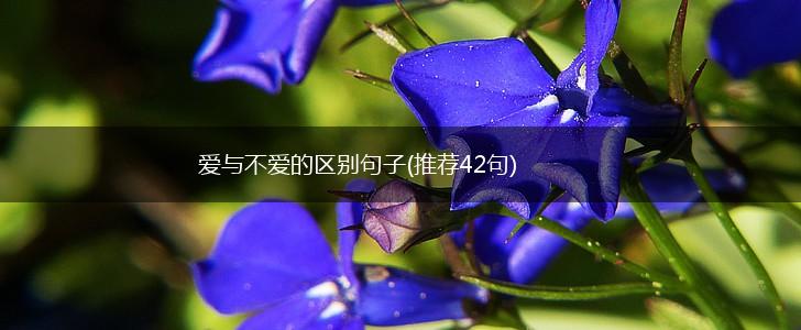 爱与不爱的区别句子(推荐42句),第1张