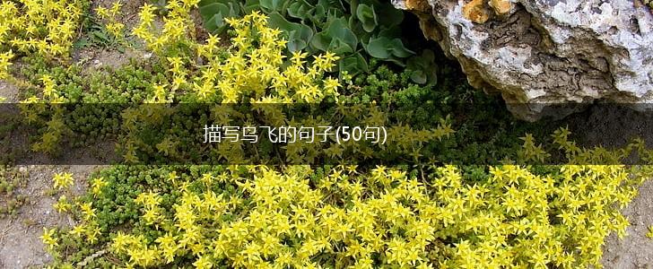 描写鸟飞的句子(50句),第1张