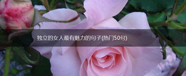 独立的女人最有魅力的句子(热门50句),第1张