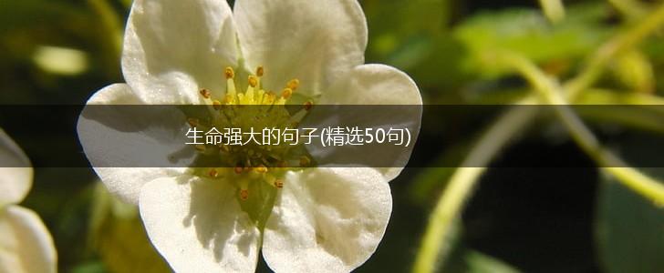 生命强大的句子(精选50句),第1张