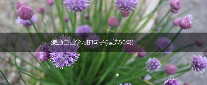激励自己学习的句子(精选50句),第1张