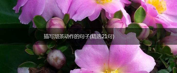 描写沏茶动作的句子(精选21句),第1张