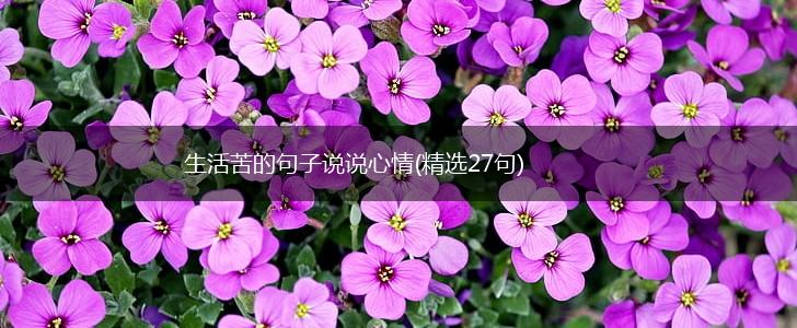 生活苦的句子说说心情(精选27句),第1张