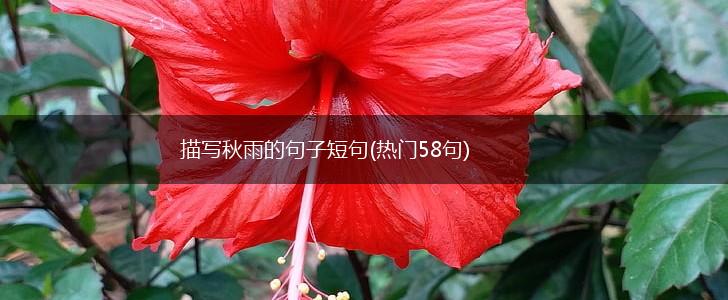 描写秋雨的句子短句(热门58句),第1张