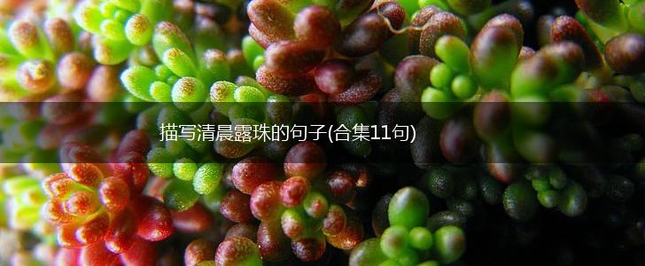 描写清晨露珠的句子(合集11句),第1张