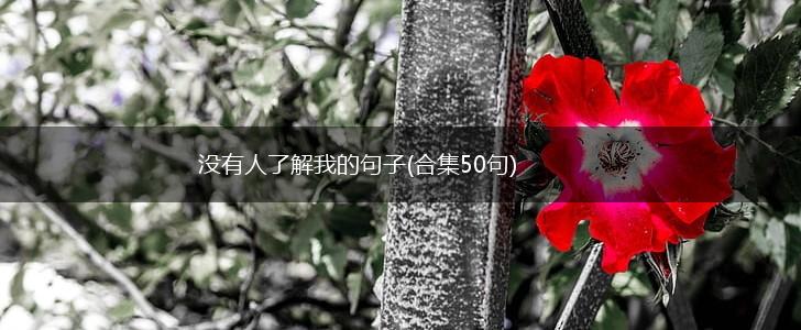 没有人了解我的句子(合集50句),第1张