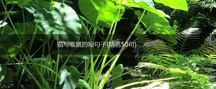 描写雪景的短句子(精选50句),第1张