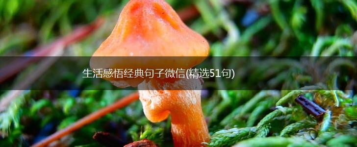 生活感悟经典句子微信(精选51句),第1张