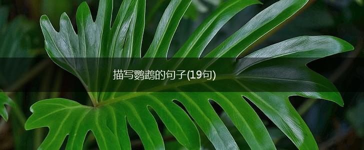 描写鹦鹉的句子(19句),第1张
