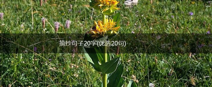 摘抄句子20字(优选20句),第1张