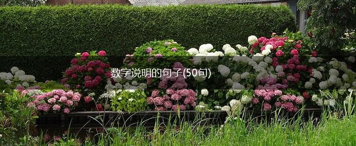 数字说明的句子(50句),第1张