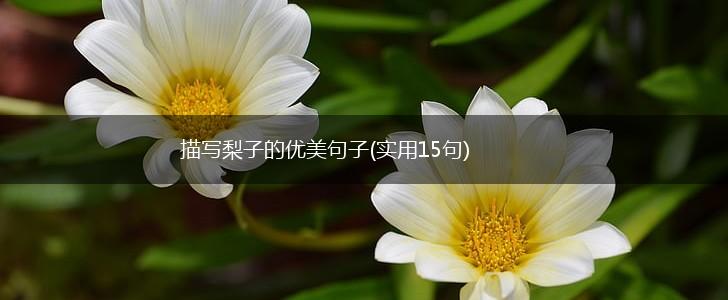 描写梨子的优美句子(实用15句),第1张