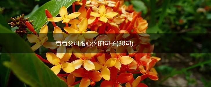 看着父母很心疼的句子(38句),第1张