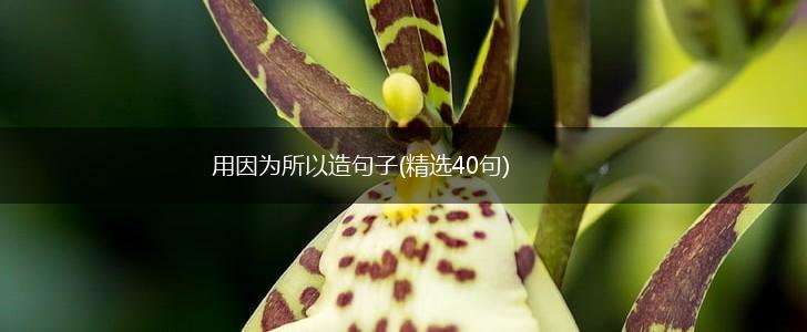 用因为所以造句子(精选40句),第1张