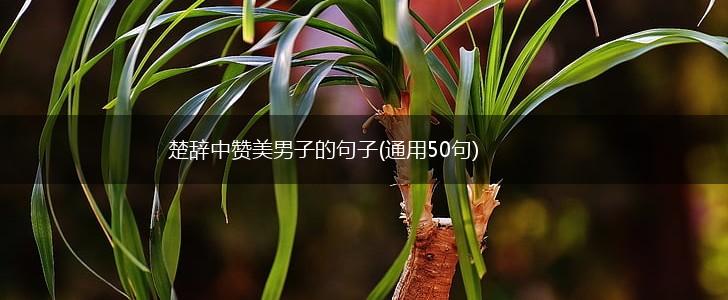 楚辞中赞美男子的句子(通用50句),第1张