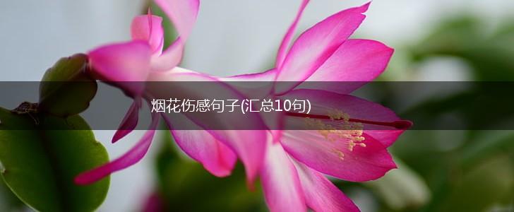 烟花伤感句子(汇总10句),第1张