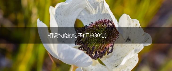 相识恨晚的句子(汇总30句),第1张
