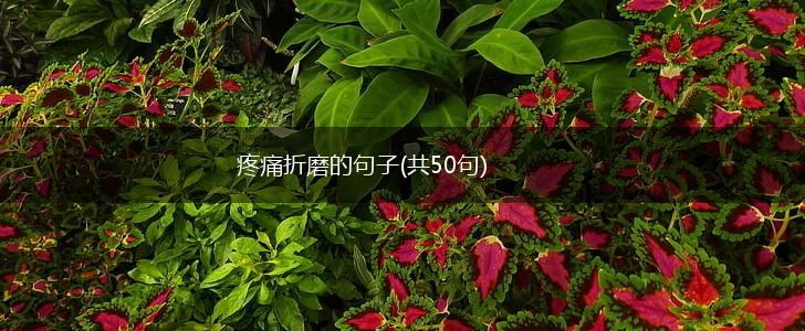 疼痛折磨的句子(共50句),第1张